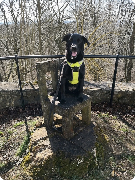 Ein witziges Foto von Hund Eddie, der auf seinem eigenen Stuhl innerhalb einer Klosteranlage sitzt.